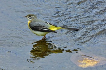 キセキレイ 青葉山公園 2022年10月16日(日)