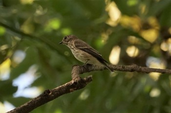 Grey-streaked Flycatcher Koyaike Park Thu, 10/13/2022