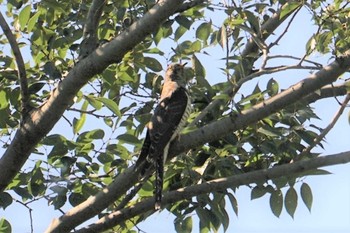 Oriental Cuckoo 大泉緑地公園 Fri, 10/14/2022