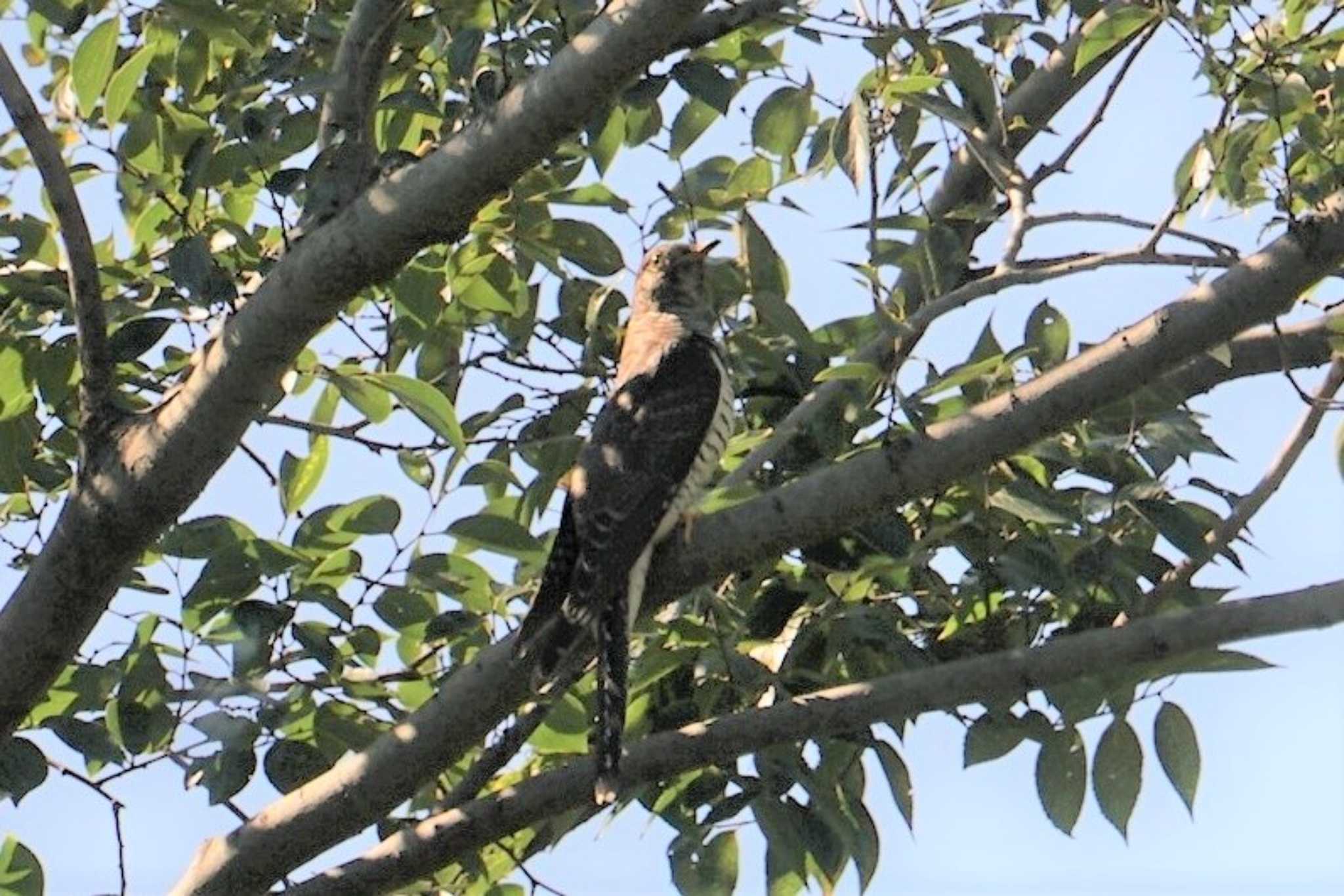 Photo of Oriental Cuckoo at 大泉緑地公園 by マル