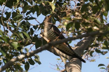 Oriental Cuckoo 大泉緑地公園 Fri, 10/14/2022