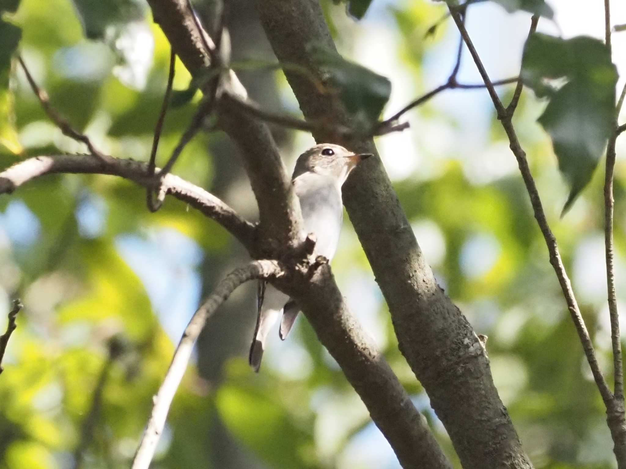 Photo of Asian Brown Flycatcher at 尼崎市農業公園 by マル