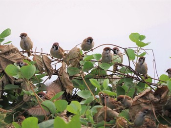 2022年10月15日(土) 葛西臨海公園の野鳥観察記録