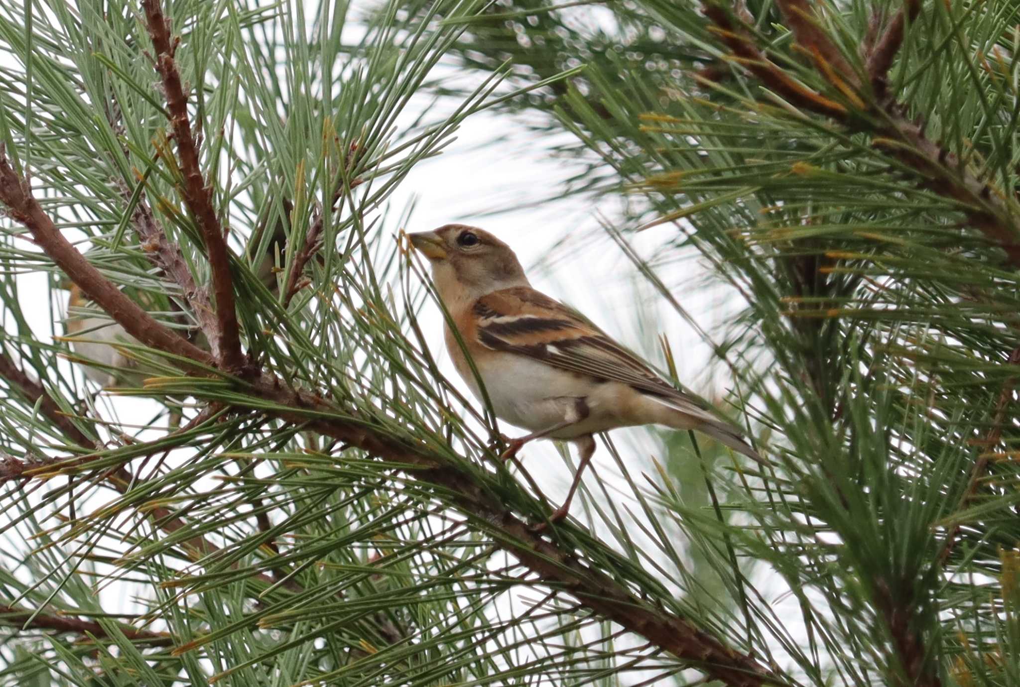 Brambling