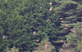 アトリ 庭田山頂公園 2022年10月16日(日)