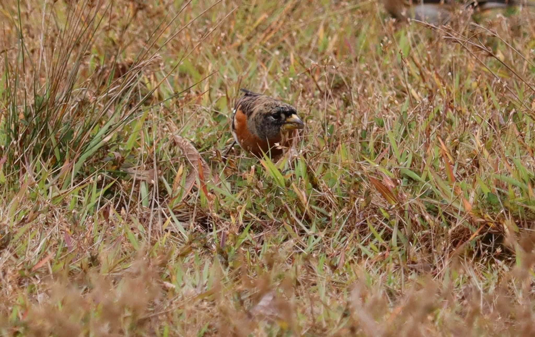 Brambling