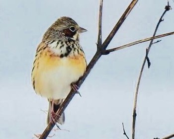 Chestnut-eared Bunting 熊本県阿蘇市 Fri, 1/5/2018