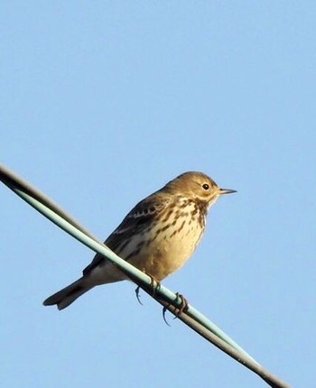 Water Pipit 熊本県阿蘇市 Thu, 12/21/2017