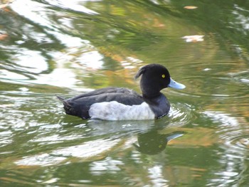 キンクロハジロ 菊名池公園(神奈川県横浜市) 2022年10月16日(日)