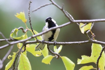 シジュウカラ 夙川河川敷緑地(夙川公園) 2022年8月28日(日)