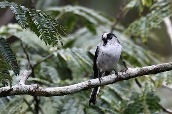 Long-tailed Tit Unknown Spots Sat, 10/15/2022