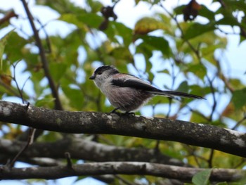 Long-tailed Tit 御胎内清宏園 Sat, 10/8/2022