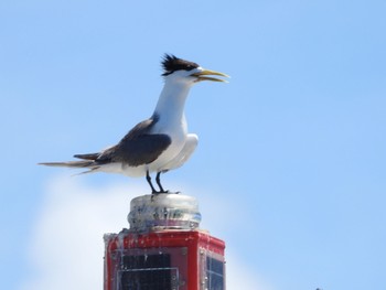 Greater Crested Tern Miyako Island Sat, 8/13/2022