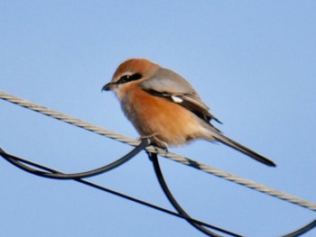 2018年2月21日(水) 江津湖の野鳥観察記録