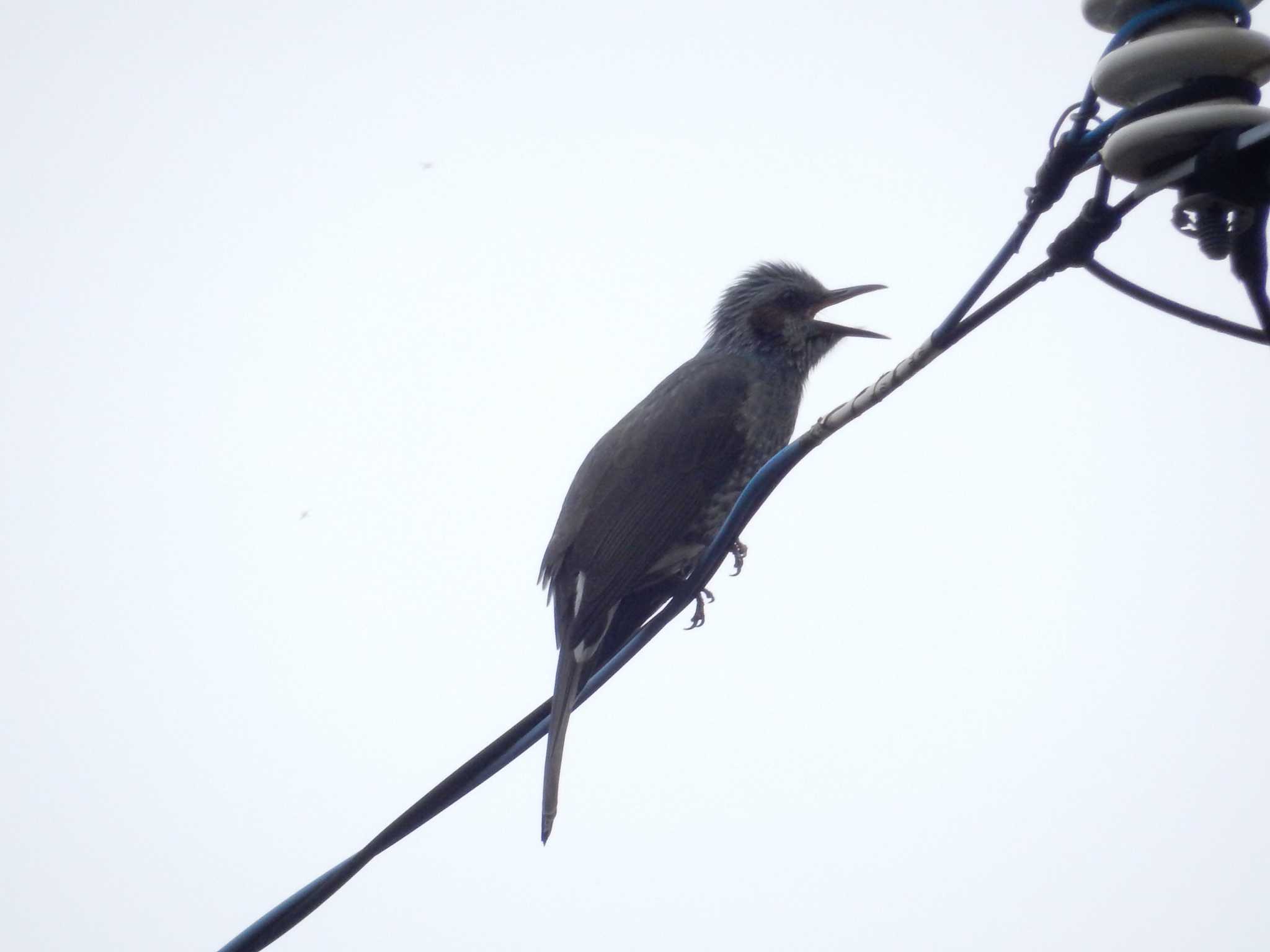 Photo of Brown-eared Bulbul at 平和の森公園、妙正寺川 by morinokotori