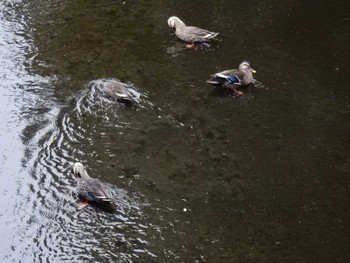 Eastern Spot-billed Duck 平和の森公園、妙正寺川 Mon, 10/17/2022