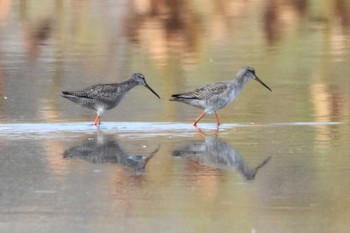 Spotted Redshank 沖新町蓮田 Mon, 10/7/2019