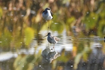 Spotted Redshank 沖新町蓮田 Sun, 10/21/2018