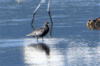 Spotted Redshank 白川河口 Thu, 4/30/2020