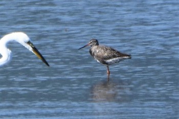 Spotted Redshank 白川河口 Thu, 4/30/2020