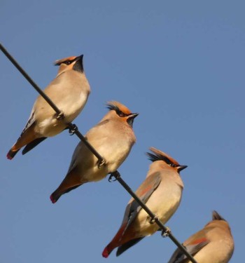 Japanese Waxwing Yoron Island Mon, 1/15/2018