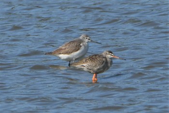 Spotted Redshank Isanuma Thu, 11/4/2021