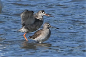 Spotted Redshank Isanuma Thu, 11/4/2021