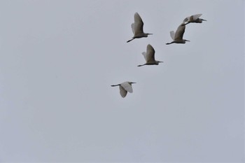 コサギ 長浜公園 2022年10月14日(金)