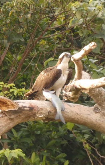 Osprey Yoron Island Thu, 2/8/2018