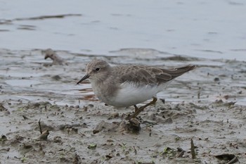 2022年10月15日(土) 伊佐沼の野鳥観察記録