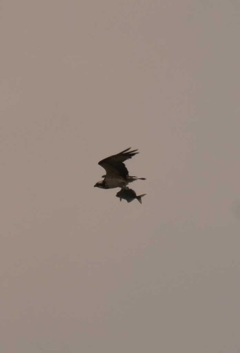 Osprey Yoron Island Mon, 2/12/2018