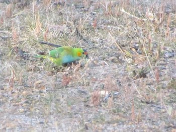 ムラサキガシラジャコウインコ