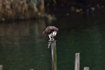 ミサゴ 長浜公園 2022年10月15日(土)