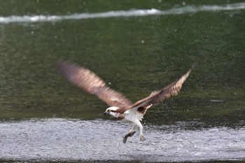 ミサゴ 長浜公園 2022年10月15日(土)