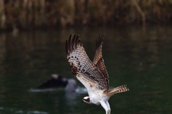 ミサゴ 長浜公園 2022年10月15日(土)