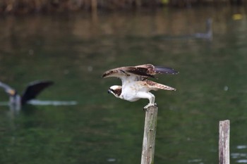 ミサゴ 長浜公園 2022年10月15日(土)