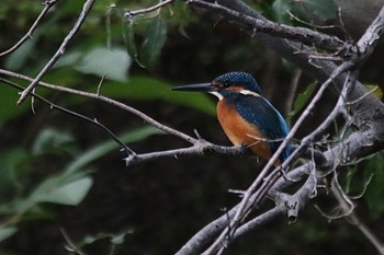 Common Kingfisher 周南緑地公園(山口県周南市) Mon, 10/17/2022