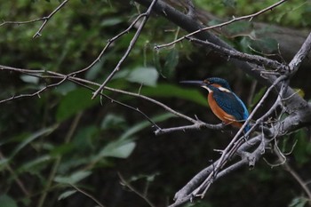 Common Kingfisher 周南緑地公園(山口県周南市) Mon, 10/17/2022