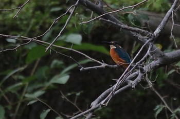 Common Kingfisher 周南緑地公園(山口県周南市) Mon, 10/17/2022