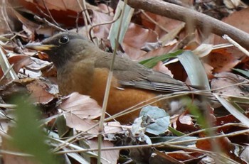 Brown-headed Thrush 夫婦池公園 Sat, 2/10/2018