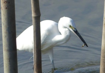 2022年10月16日(日) 伊佐沼の野鳥観察記録