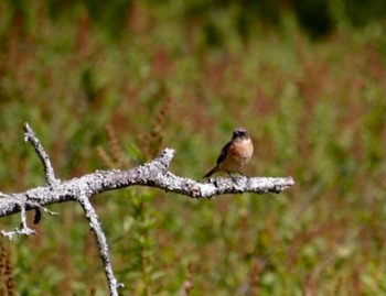 Amur Stonechat 小田代ヶ原 Sun, 9/11/2022