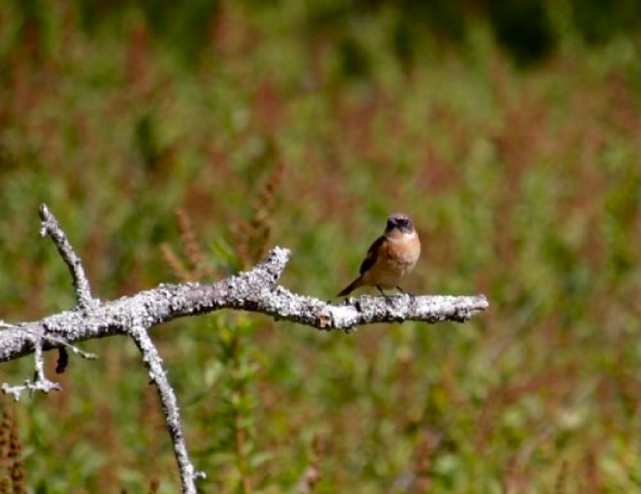 Amur Stonechat