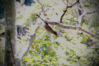 Sat, 9/10/2022 Birding report at 奥日光