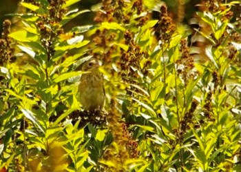 Chestnut-eared Bunting Senjogahara Marshland Sat, 9/3/2022