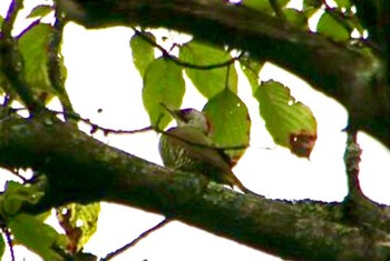 2022年8月28日(日) 榛名湖畔の野鳥観察記録