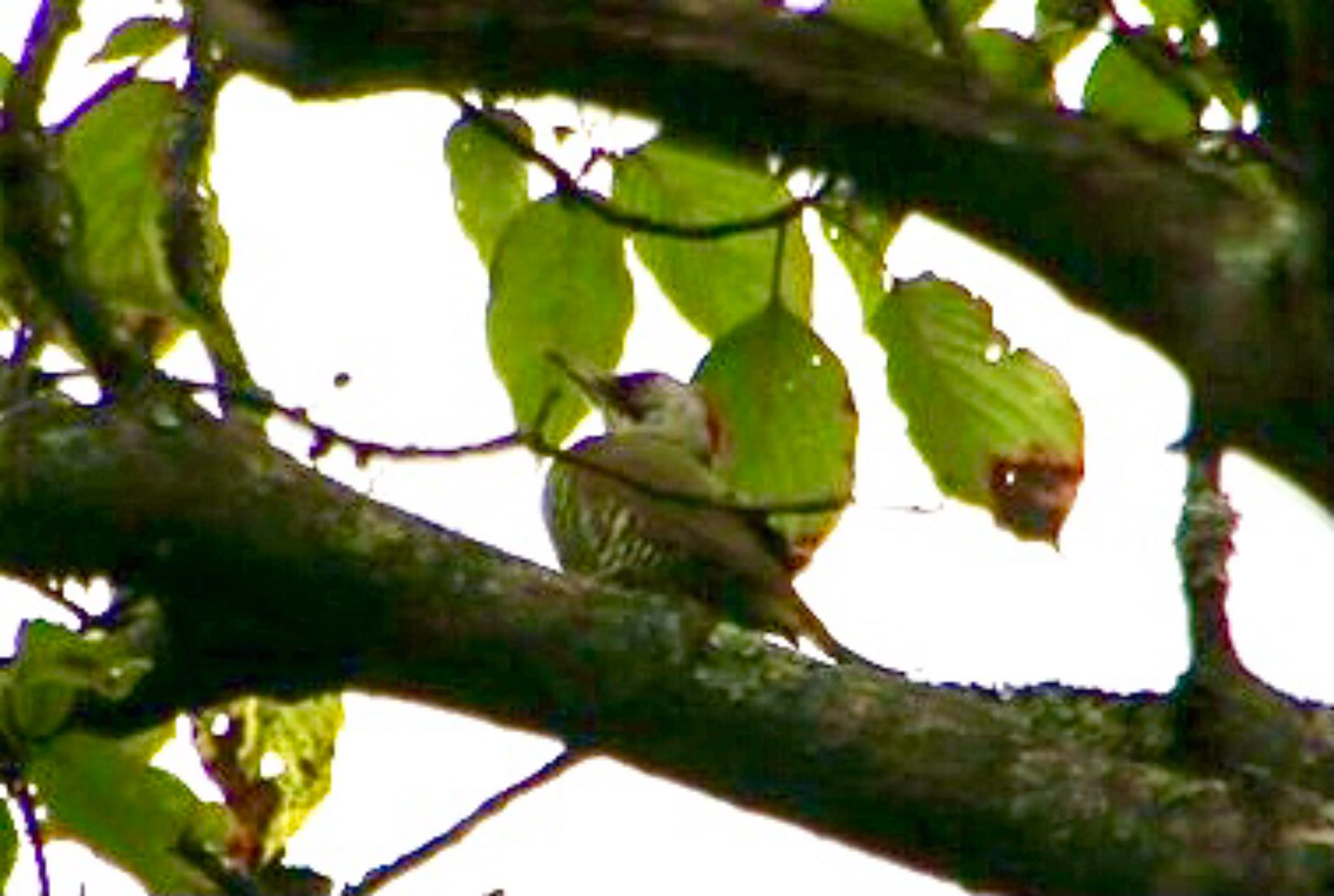 Japanese Green Woodpecker