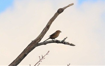 2022年10月16日(日) 弥富野鳥園の野鳥観察記録
