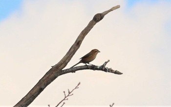 モズ 弥富野鳥園 2022年10月16日(日)