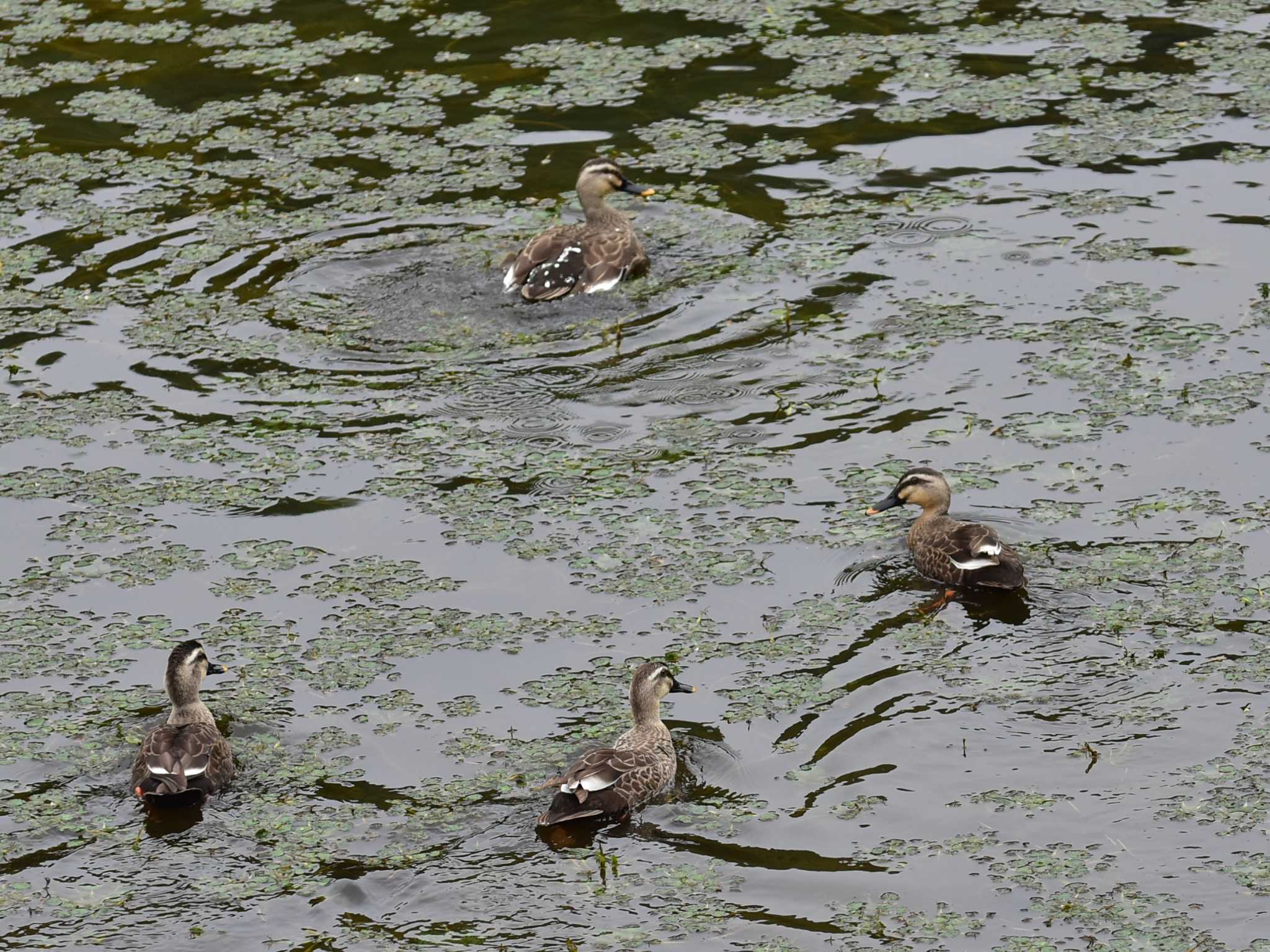 Photo of Eastern Spot-billed Duck at 立田山 by jo6ehm